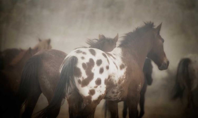 Picture of APPALOOSA