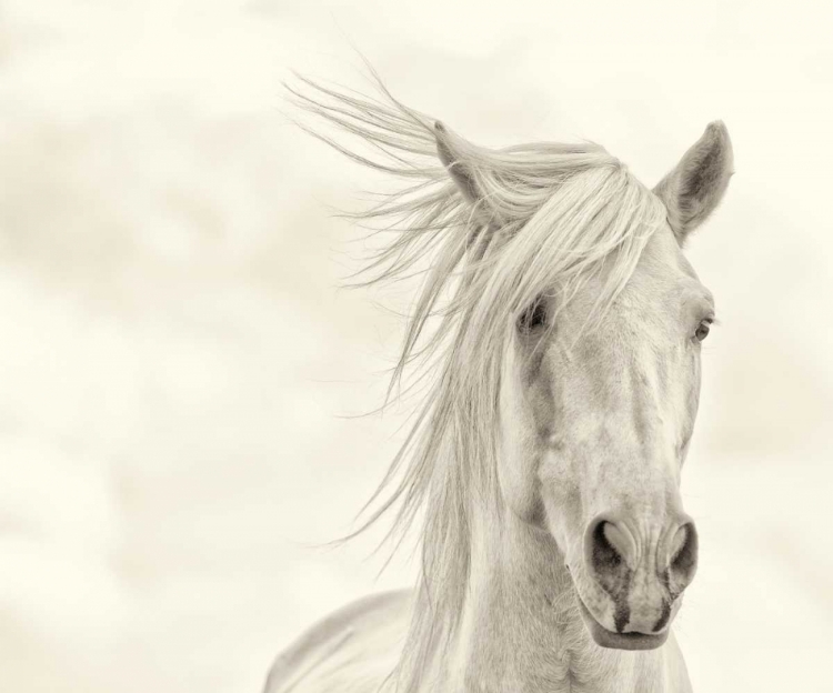 Picture of WIND BLOWN MANE I