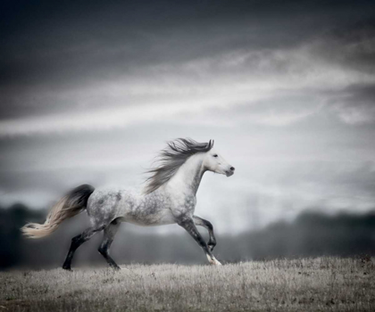 Picture of WIND BLOWN MANE II