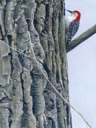 Picture of RED BELLIED WOODPECKER II