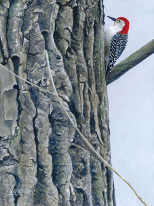 Picture of RED BELLIED WOODPECKER II