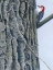 Picture of RED BELLIED WOODPECKER II