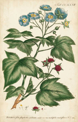 Picture of CHAMBRAY BOTANICAL I
