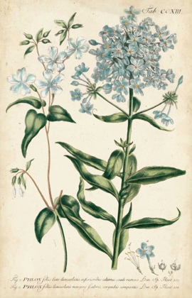 Picture of CHAMBRAY BOTANICAL II