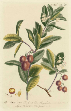 Picture of MILLER FOLIAGE AND FRUIT I