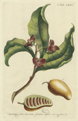 Picture of MILLER FOLIAGE AND FRUIT II