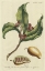 Picture of MILLER FOLIAGE AND FRUIT II
