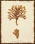 Picture of NATURA CORAL IV