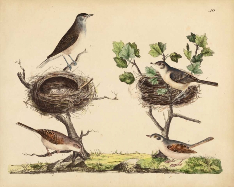 Picture of WRENS, WARBLERS AND NESTS I