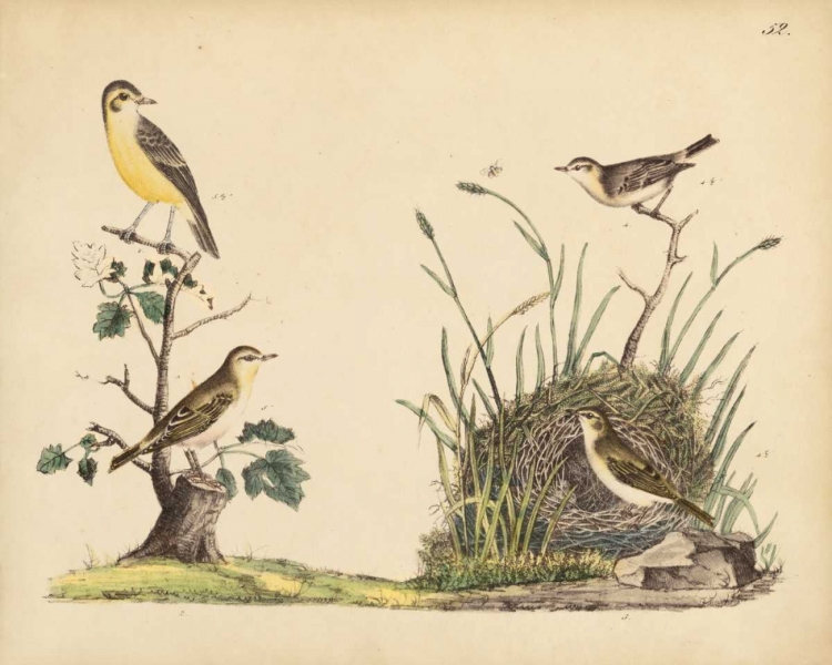 Picture of WRENS, WARBLERS AND NESTS II