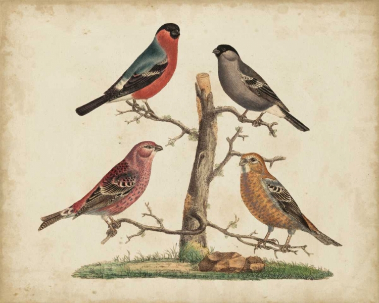Picture of BULL FINCHES