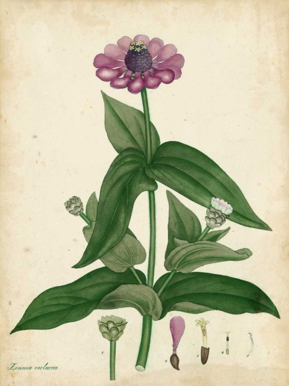 Picture of ANTIQUE ZINNIA