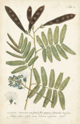 Picture of MILLER FERNS I