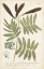 Picture of MILLER FERNS I