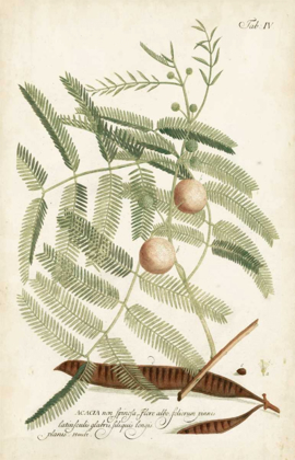 Picture of MILLER FERNS II
