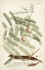 Picture of MILLER FERNS II