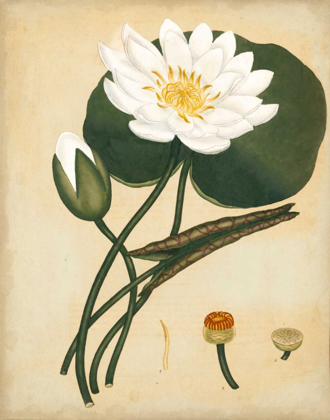 Picture of WHITE WATER LILY