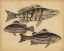 Picture of SPECIES OF FISH I