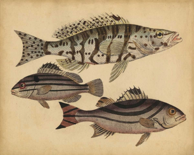 Picture of SPECIES OF FISH I