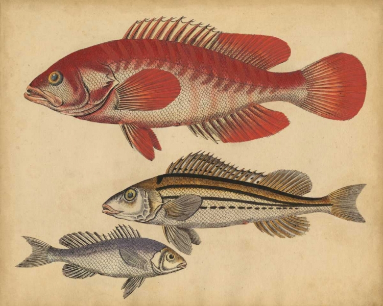 Picture of SPECIES OF FISH II