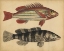 Picture of SPECIES OF FISH III
