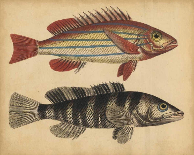 Picture of SPECIES OF FISH III