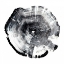 Picture of TREE RING ABSTRACT I