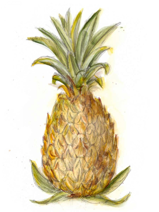Picture of PINEAPPLE SKETCH I