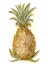 Picture of PINEAPPLE SKETCH I
