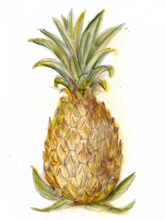 Picture of PINEAPPLE SKETCH I