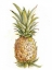 Picture of PINEAPPLE SKETCH II