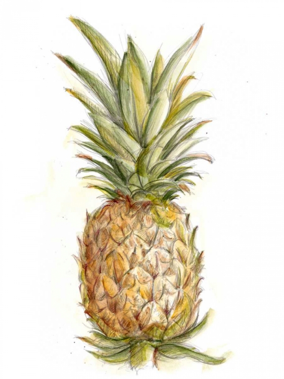Picture of PINEAPPLE SKETCH II