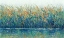 Picture of WILDFLOWER REFLECTION II