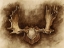 Picture of RUSTIC ANTLER MOUNT II