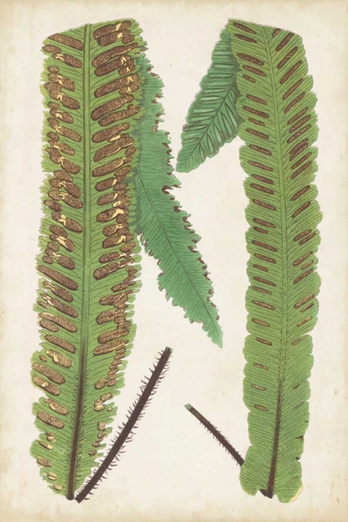 Picture of FERN FAMILY III