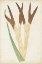 Picture of FERN FAMILY II