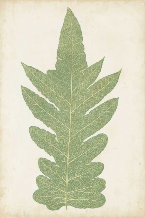 Picture of FERN FAMILY IX