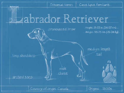 Picture of BLUEPRINT LABRADOR RETRIEVER