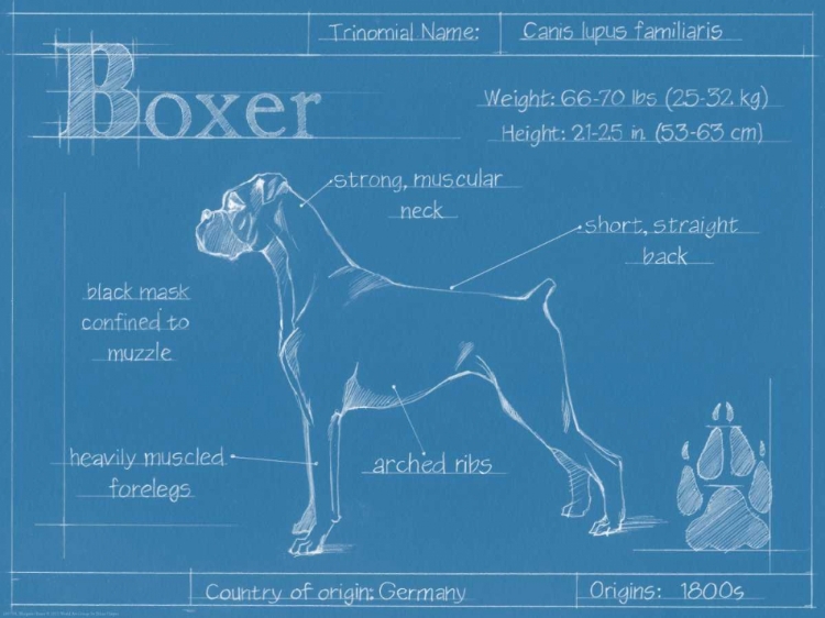 Picture of BLUEPRINT BOXER