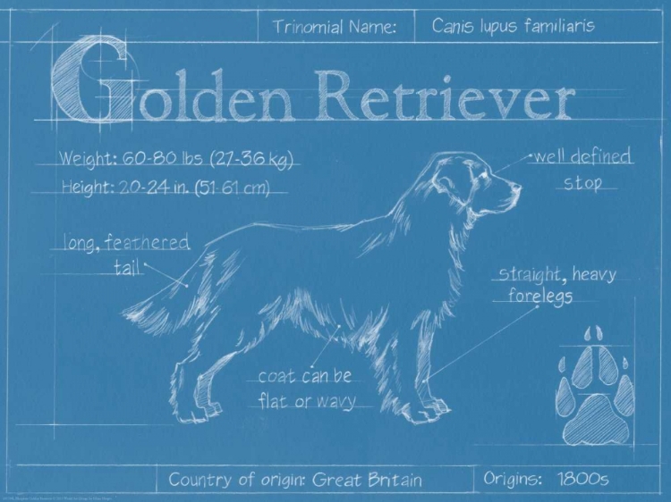 Picture of BLUEPRINT GOLDEN RETRIEVER