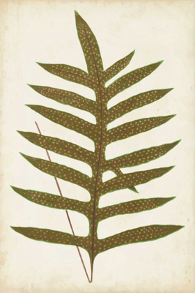 Picture of FERN FAMILY VIII