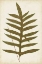 Picture of FERN FAMILY VIII