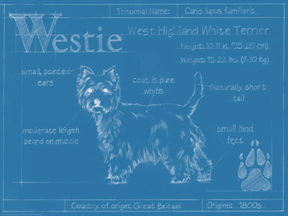 Picture of BLUEPRINT WESTIE