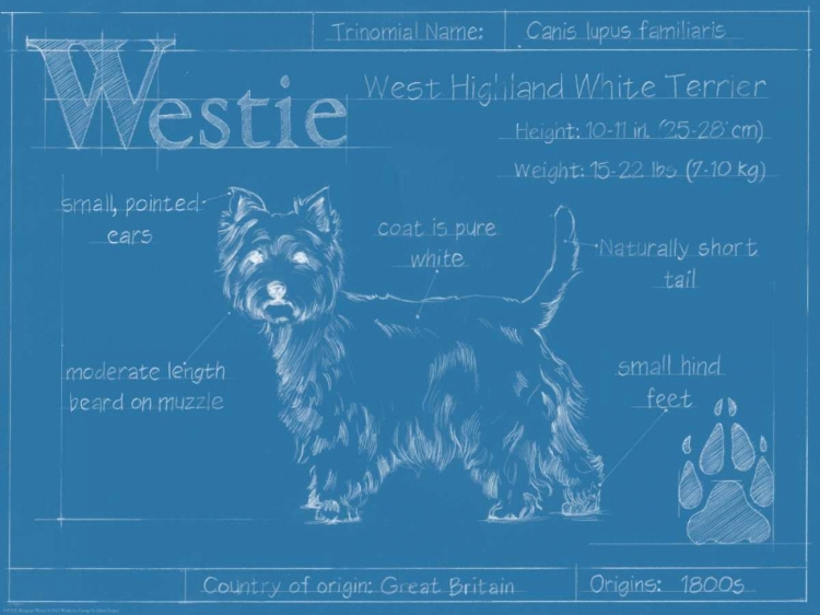 Picture of BLUEPRINT WESTIE