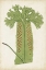 Picture of FERN FAMILY V