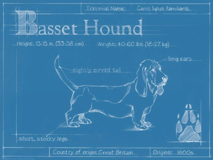 Picture of BLUEPRINT BASSET HOUND