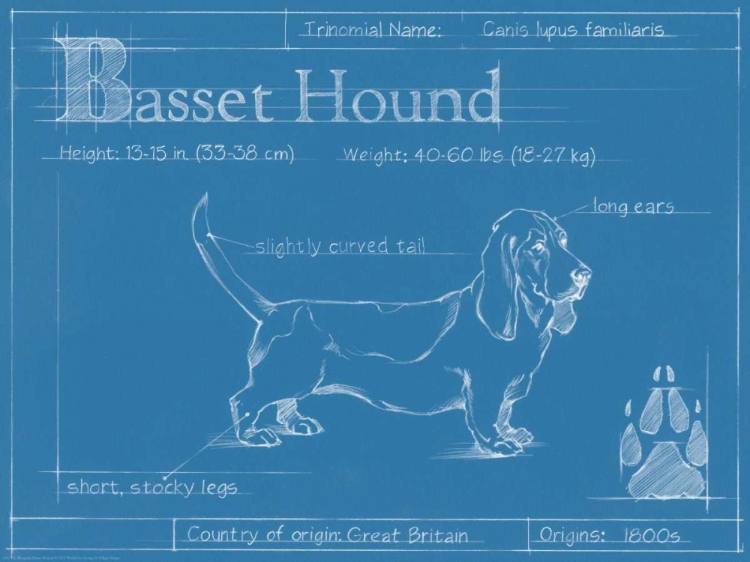 Picture of BLUEPRINT BASSET HOUND