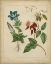 Picture of SCARLET BEAUTY III