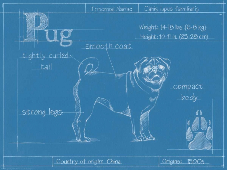 Picture of BLUEPRINT PUG