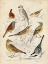 Picture of GATHERING OF BIRDS I
